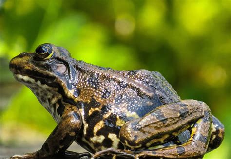  Frog! Amphibians With Slick Skin and an Appetite for Delicious Insects