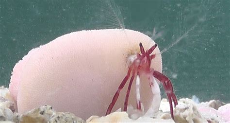  Hermit Crab: Descubra a Surpreendente Arte da Moradia Móvel Neste Crustáceo!