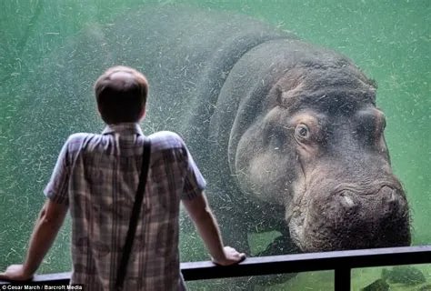  Hipopótamo: Este Gigante Aquático Adora Banhos de Sol e É Um Vegetariano Surpreendente!