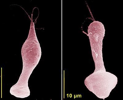  Octosiga: Descubra a Beleza e Mistério deste Mastigofora Microscópico que Brilha na Escuridão!