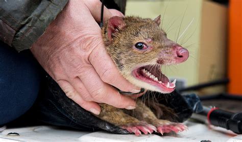  Quoll! Uma Criatura Marcante dos Bosques Australianos com uma Necessidade Insaciável por Insectos