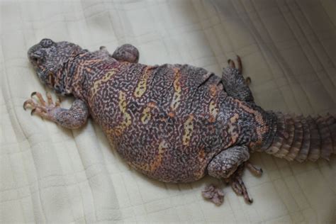  Uromastix! Uma Lizarda que Se Parece com um Dragão