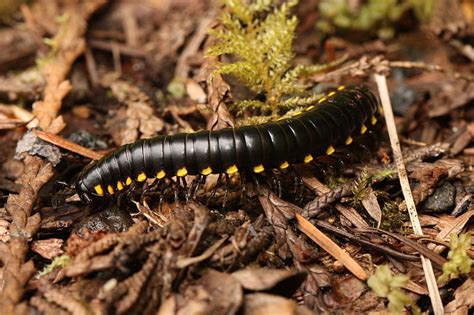  Yellow-Spotted Millipede: Descubra o Fascinante Mundo de um Artrópode Terrestre com Manchas Amarelas!