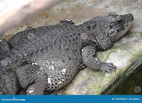  Aligator! Um Predador Escamoso de Água Fresca Que Desafia a Gravidade com Sua Mordida Implacável