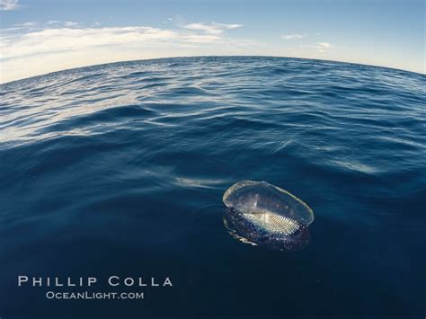  By-the-Wind Sailor! A Colonial Hydrozoan With a Remarkably Effective Floating Sail