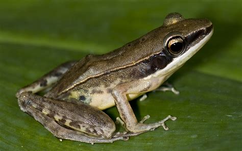  Dicroglossidae! Uma Família de Sapos que Conquistas e Domina o Mundo Aquático com Sua Versatilidade