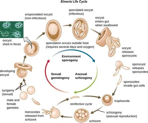  Eimeria! Uma Jornada Microscópica Através da Intestina de um Animal Hospedeiro