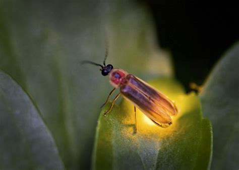  Firefly: Uma Sinfonia de Luzes no Reino Noturno dos Insetos!