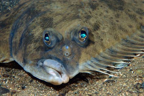  Flounder: Um Peixe Plano Que Faz o Oceano Ser Seu Tapete!