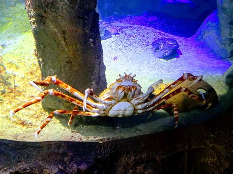  Helmet Shell: Explore Its Fascinating World Beneath the Waves with its Striking Armor!