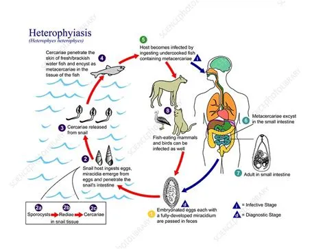  Heterophyes Heterophyes:  Experiencing Life as an Intestinal Parasite with Complex Life Cycles!