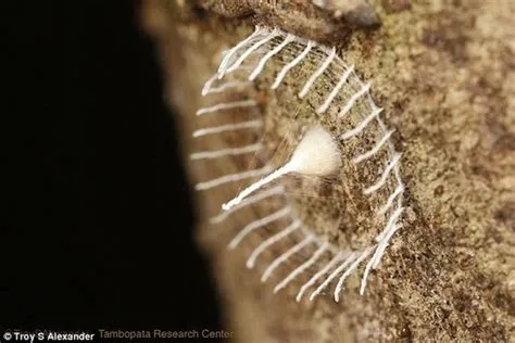  Konokono: Um Molusco Misterioso que Se Envolve em um Casulo de Beleza!