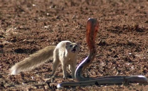  Mongoose! The Tiny Mammal That Packs a Punch Against Venomous Serpents