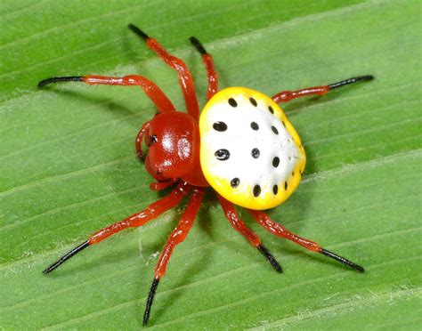  Pholcidae: Descubra o Mundo Fascinante dos Aranhas-Tatu Embrenhando-se em Teias Delicadas e Intrigantes!