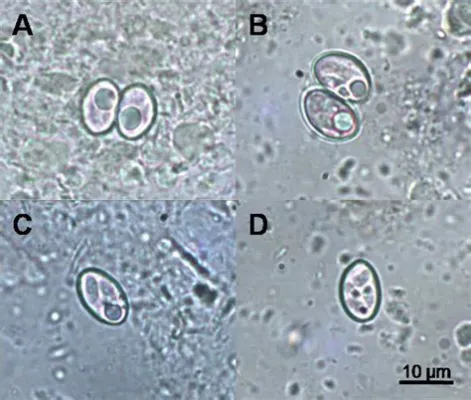  Sarcocystis! Uma Ameaça Microscópica que Assombra os Herbívoros