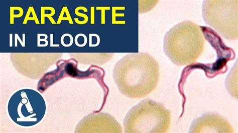 Trypanosoma! Um Parasita Flagelado Que Te Faz Reverenciar o Sistema Imunológico Humano