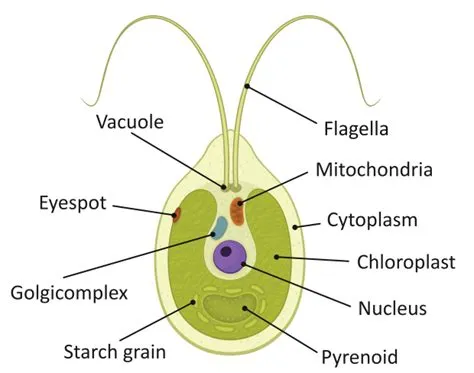  Uroglena! Uma Algá unicelular que te fará repensar o significado de simples