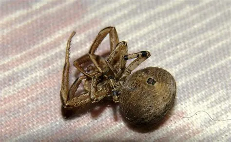  Xysticus: Uma Aranha Caçadora Curiosa que Se Faz de Morta!